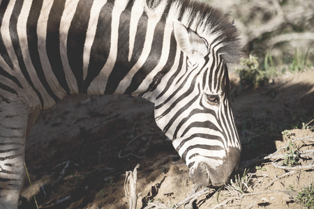 blur in south africa   mlilwane wildlife  nature  reserve and wild zebraの写真素材