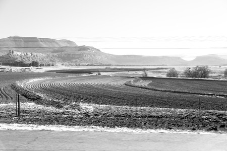 blur in south africa plant     land bush and tree near the   mountainの写真素材