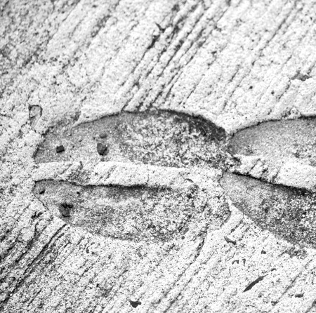 blur     in south africa  dirty footprint of wild animal marked the cementの写真素材