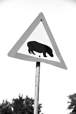 blur in south africa close up of the hippopotamus  sign like    texture backgroundの写真素材