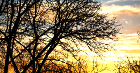 blur  in south africa sunrise near branch tree like  abstract   backgroundの写真素材