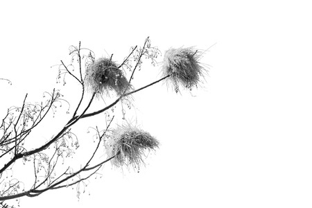 blur in south africa  wildlife     plant and tree in the national parkの写真素材