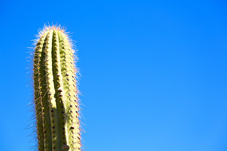 blur  in  south africa  abstract leaf of  cactus plant and lightの写真素材