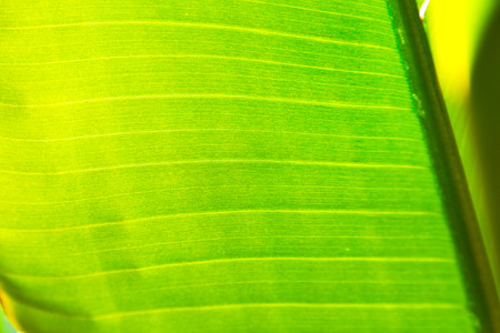 blur in south   africa  leaf close up  like abstract backgroundの写真素材