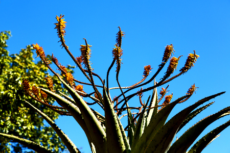 in south africa flower  sky and cactus with thorn like backgroundの写真素材
