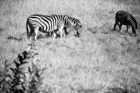 blur in south africa   mlilwane wildlife  nature  reserve and wild zebraの写真素材