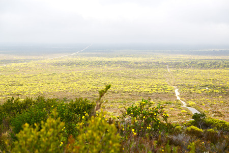 blur in south africa close up of the colza yellow field like   texture backgroundの写真素材