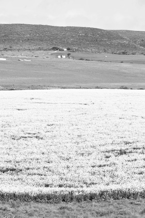 blur in south africa close up of the colza yellow field like   texture backgroundの写真素材