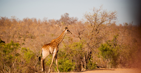 blur in south africa   kruger  wildlife    nature  reserve and  wild giraffeの写真素材