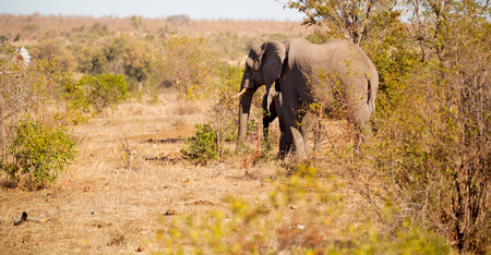 blur in south africa   kruger  wildlife  nature  reserve and  wild elephantの写真素材