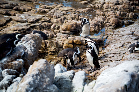 blur in south africa   betty's bay wildlife  nature  reserve birds  penguin and rocksの写真素材