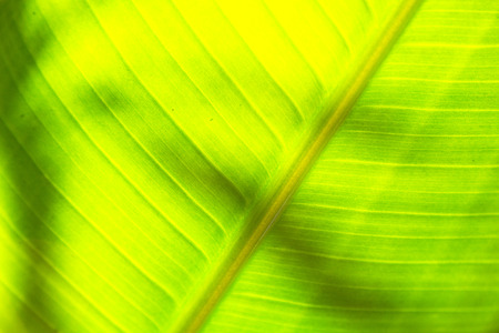 blur in south   africa  leaf close up  like abstract background
