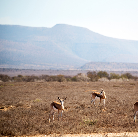 in kruger parck south africa wild impala in the winter bushの写真素材