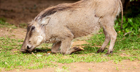 blur in south africa   kruger  wildlife    nature  reserve and  wild  warthogの写真素材