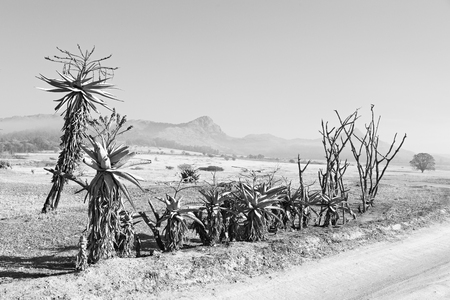 blur in swaziland   mlilwane wildlife  nature  reserve mountain and treeの写真素材