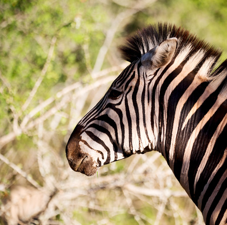 blur in south africa   mlilwane wildlife  nature  reserve and wild zebraの写真素材
