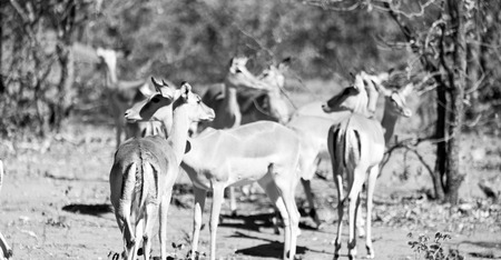 in kruger parck south africa wild impala in the winter bushの写真素材