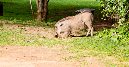 blur in south africa   kruger  wildlife    nature  reserve and  wild  warthogの写真素材