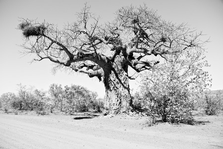 blur     in south africa rocky street and baobab near the bush and natural parkの写真素材
