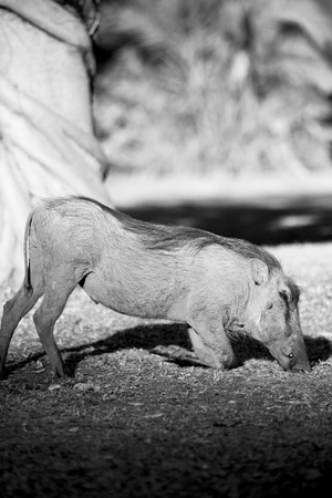blur in south africa   kruger  wildlife    nature  reserve and  wild  warthogの写真素材