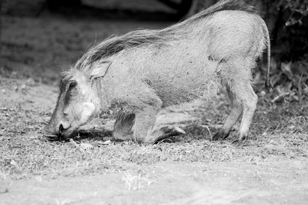 blur in south africa   kruger  wildlife    nature  reserve and  wild  warthogの写真素材