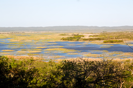 blur in south africa   pond lake  isimagaliso nature  reserve and bushの写真素材