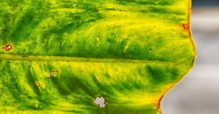 rear of a leaf and the light line veins and concept background