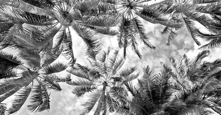 blur in philippines palm leaf and branch view from down  near pacific oceanの写真素材