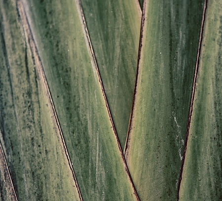 rear of a leaf and the light line veins and concept backgroundの写真素材