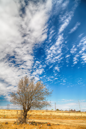 blur in south africa  wildlife   plant and tree in the national park の写真素材