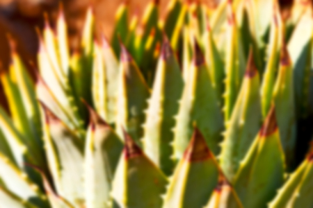 blur  in  south africa  abstract leaf of cactus plant and lightの写真素材