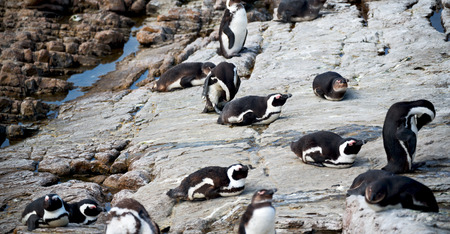 blur in south africa   betty's bay wildlife  nature  reserve birds  penguin and rocksの写真素材