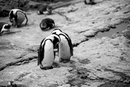 blur in south africa   betty's bay wildlife  nature  reserve birds  penguin and rocksの写真素材