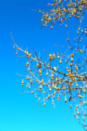 blur in south   africa old tree and his branches in the clear sky like abstract background