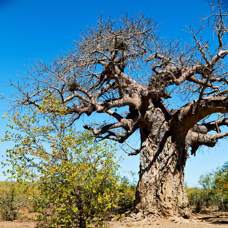 blur     in south africa rocky street and baobab near the bush and natural parkの写真素材