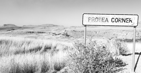 blur in south africa plant     land bush and tree near the   mountainの写真素材