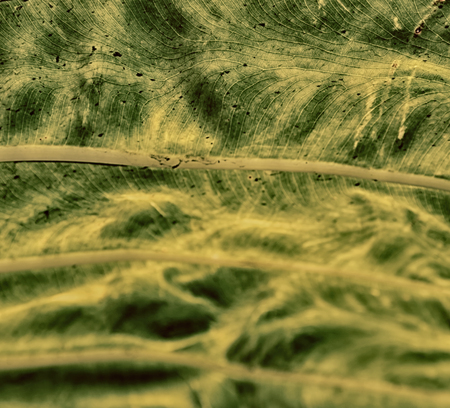 rear of a leaf and the light line veins and concept background