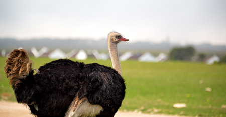 blur in south africa   mlilwane wildlife  nature  reserve and  wild ostrichの写真素材