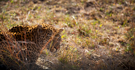 blur in south africa kruger natural park wild leopard resting after hountingの写真素材