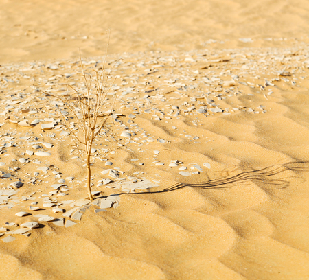 the empty quarter  and outdoor  sand  dune in oman old desert rub   al khaliの写真素材