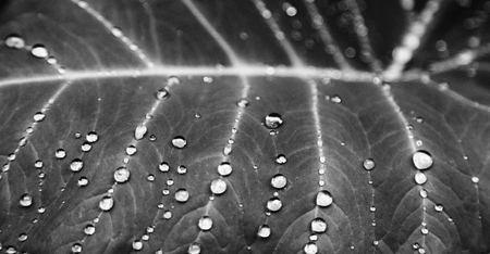 some drops in a leaf after   the rain like background wallpaperの写真素材