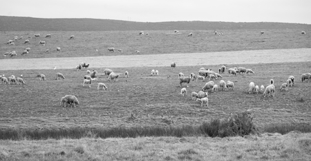 in south africa green yellow  field and sheep eating grass
