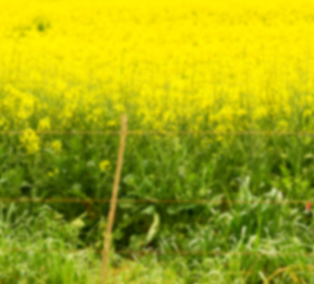 blur in south africa close up of the colza yellow field like   texture backgroundの写真素材