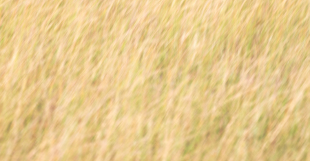 blur in  south africa  abstract grass like background textureの写真素材