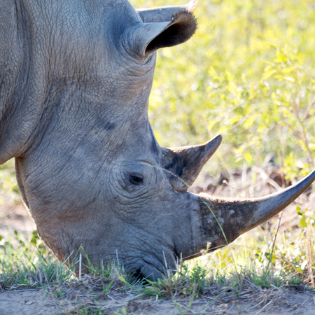 blur in south africa   kruger  wildlife    nature  reserve and  wild rhinocerosの写真素材