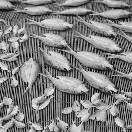 blur  in  philippines   lots of fish salted and dry preparation for the marketの写真素材