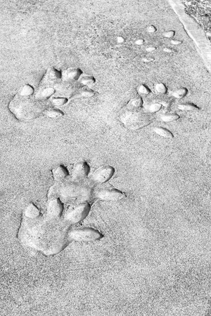 blur     in south africa  dirty footprint of wild animal marked the cement