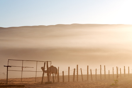 dromedary near the sky in oman empty quarter of desert a  freeの写真素材