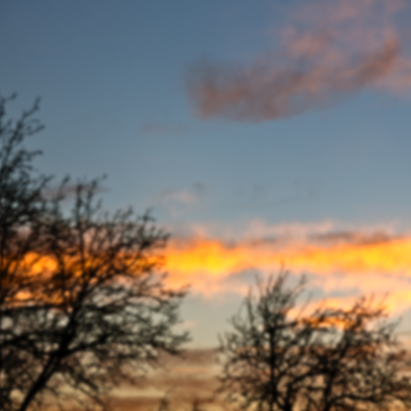 blur  in south africa sunrise near branch tree like  abstract   backgroundの写真素材