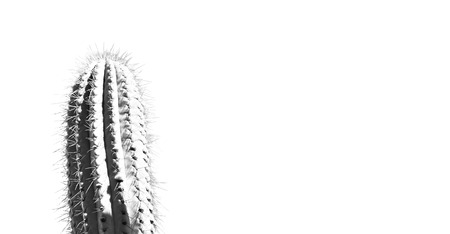 blur  in  south africa  abstract leaf of  cactus plant and lightの写真素材